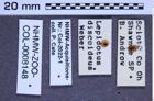 Etikette zu Lacon discoidea (Weber, 1801) (NHMW-ZOO-COL-0008148)